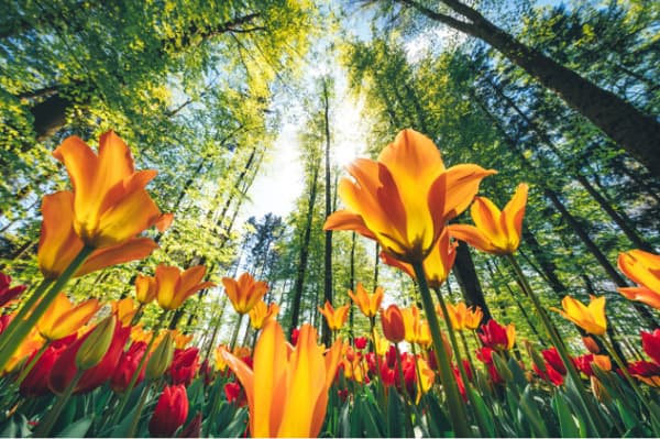 木漏れ日の中で咲く黄色いチューリップの花。自分の本当の願いに気づき、運命が開花するイメージ